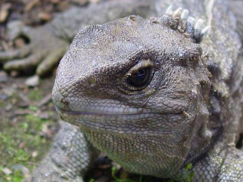 Tuatara