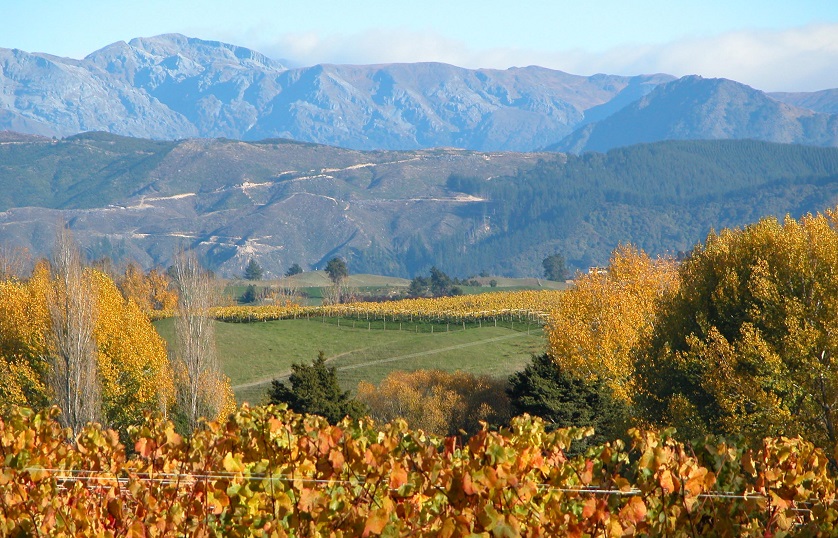 Weinberge Neudorf Vinyards