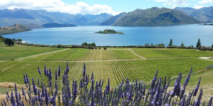 Rippon vineyard