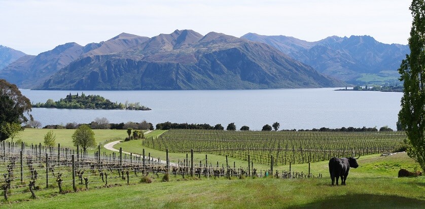 Rippon winery