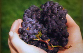 Umweltschutz im Weinanbau