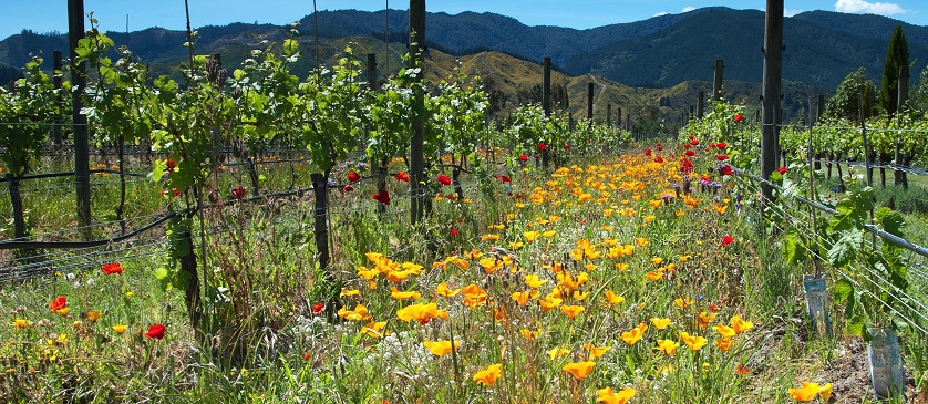 Sauvignon Blanc Anbau