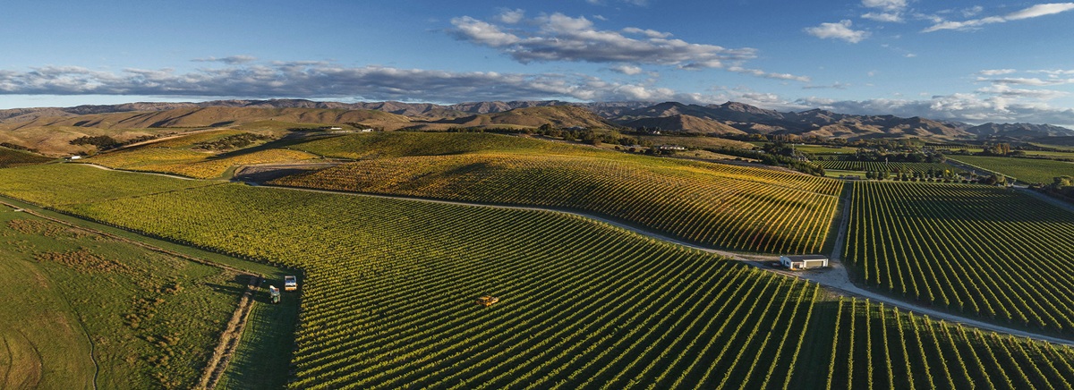 Greywacke wines - Marlborough region