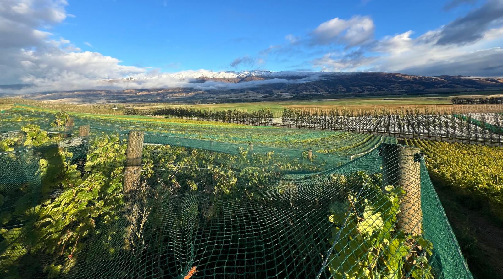 Pinot Noir Anbau in Neuseeland