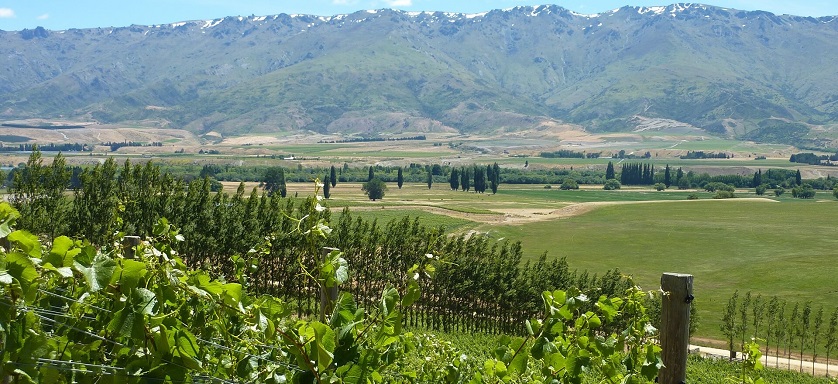 Vineyard Quartz Reef