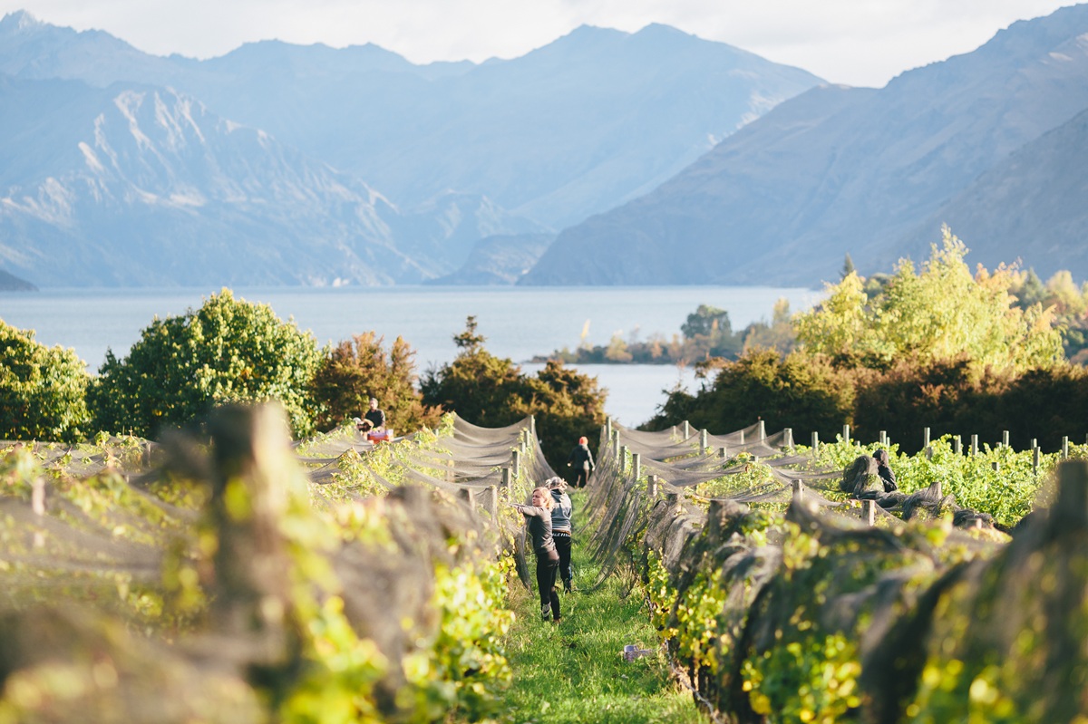 Harvest at Rippon