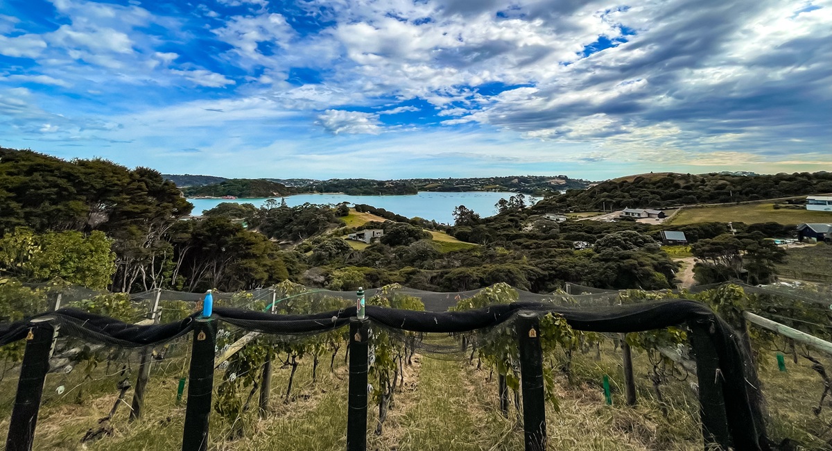 Wein auf Waiheke Island