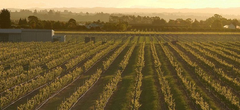 Waimea Estates vineyard