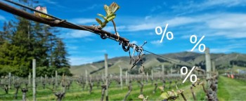 Sauvignon Blanc Angebote