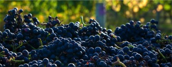 Other single varietal reds