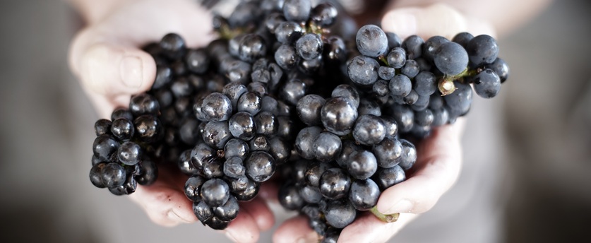 Red Wines Red Wines