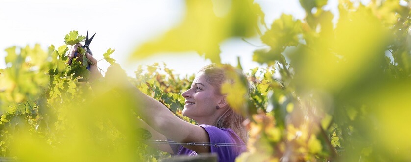 Sauvignon Blanc New Zealand