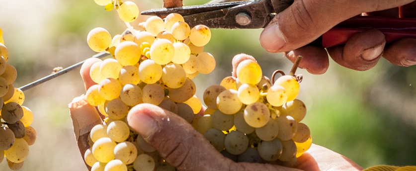 White Wines White Wines